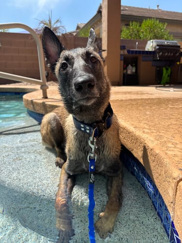 Customer photo review of BioThane Rope Drag Line