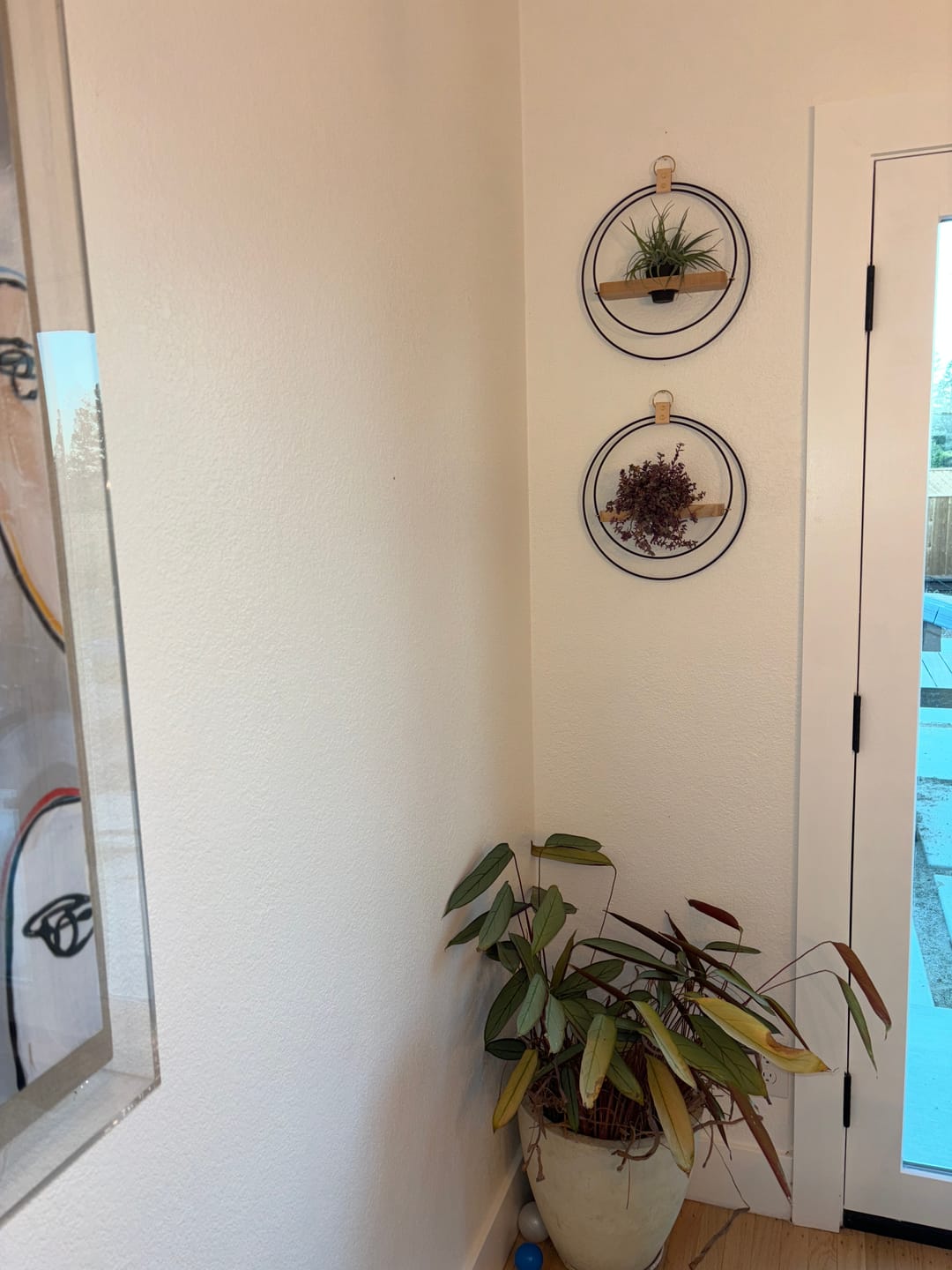 Customer photo review of Air Plant Shelf + Pot Trio