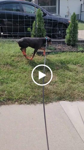 Customer video review of WagWellies® Mojave Neon Orange