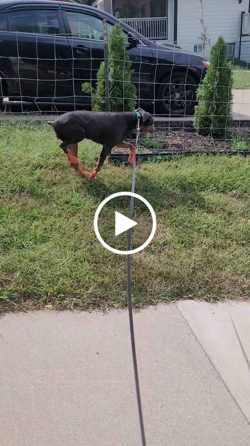Customer video review of WagWellies® Mojave Neon Orange