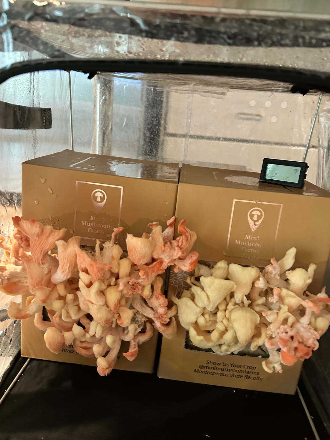 Customer photo review of Essentials Bundle Gift Set + Grow Kit