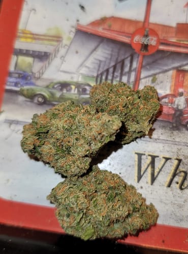 Customer photo review of Dutch Dragon