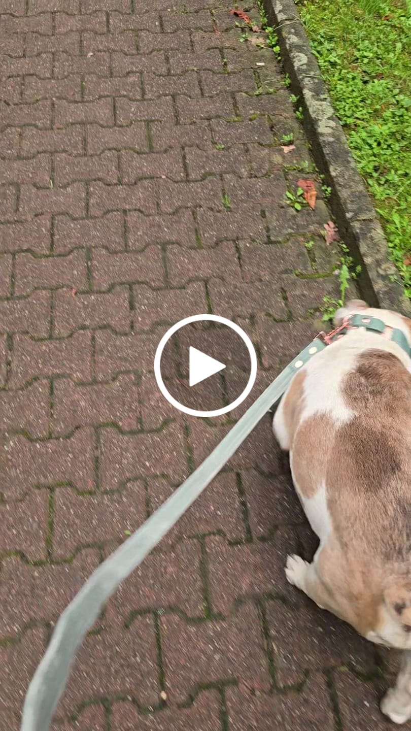 Customer video review of Walk Leash Rose Edition Pastel Green  - Säkert nylonkoppel i olika längder