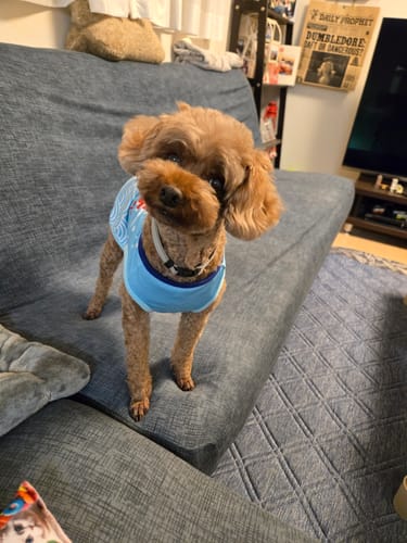 Customer photo review of FunFunPet 高機能ハーネス（お名前タグ作成サービス付き）