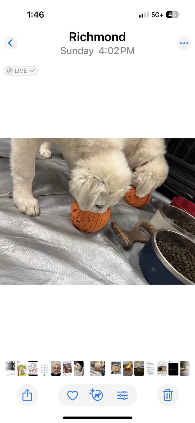 Customer photo review of FreezPumpkin Limited Halloween Edition Dog Toy