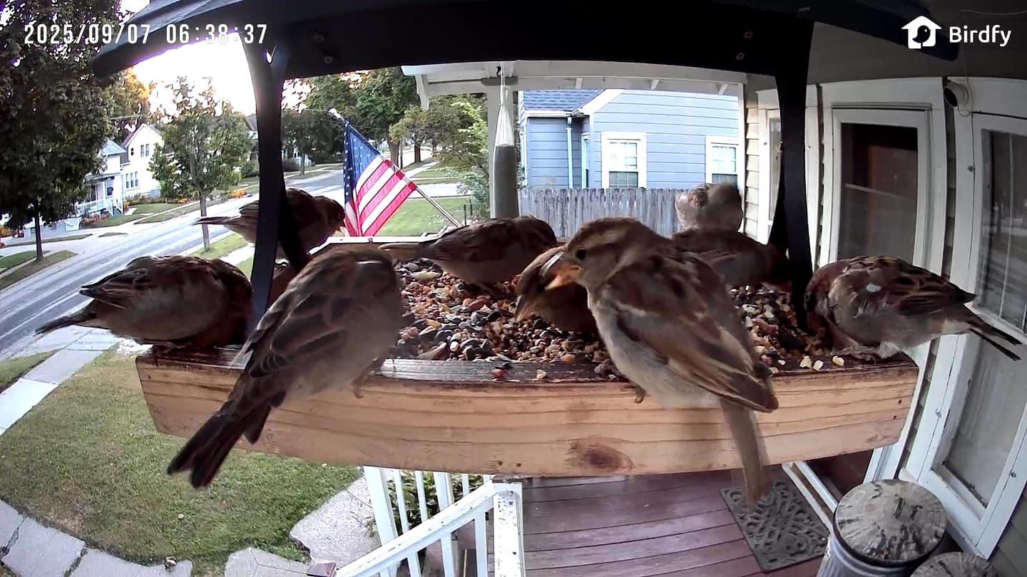 Customer photo review of Birdfy Cam - Versatile Standalone Backyard Birdwatching Camera
