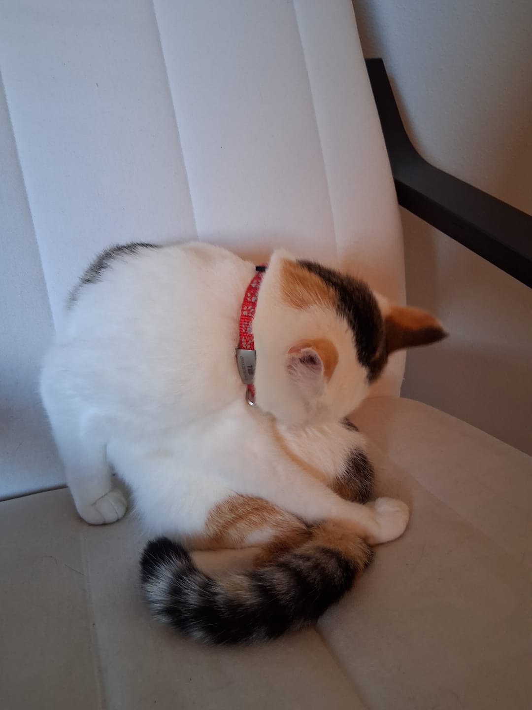 Customer photo review of Katzenhalsband mit Name und Telefonnummer graviert