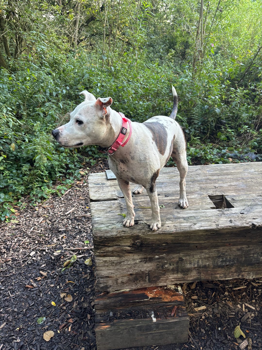Customer photo review of 2.5cm Combat® Collar | With Handle & Rated Clip - Pink