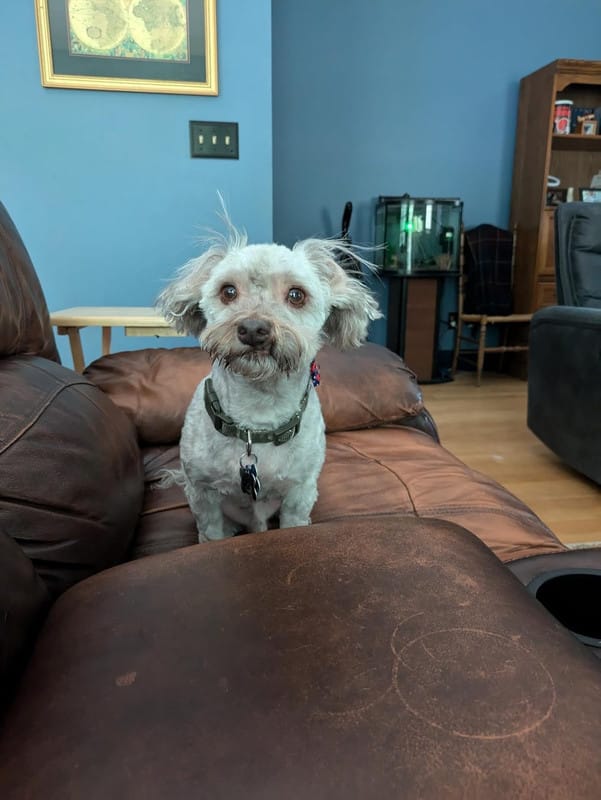Customer photo review of Neakasa P2 Pro 5-in-1 Haustierpflege mit Staubsauger für Hunde & Katzen
