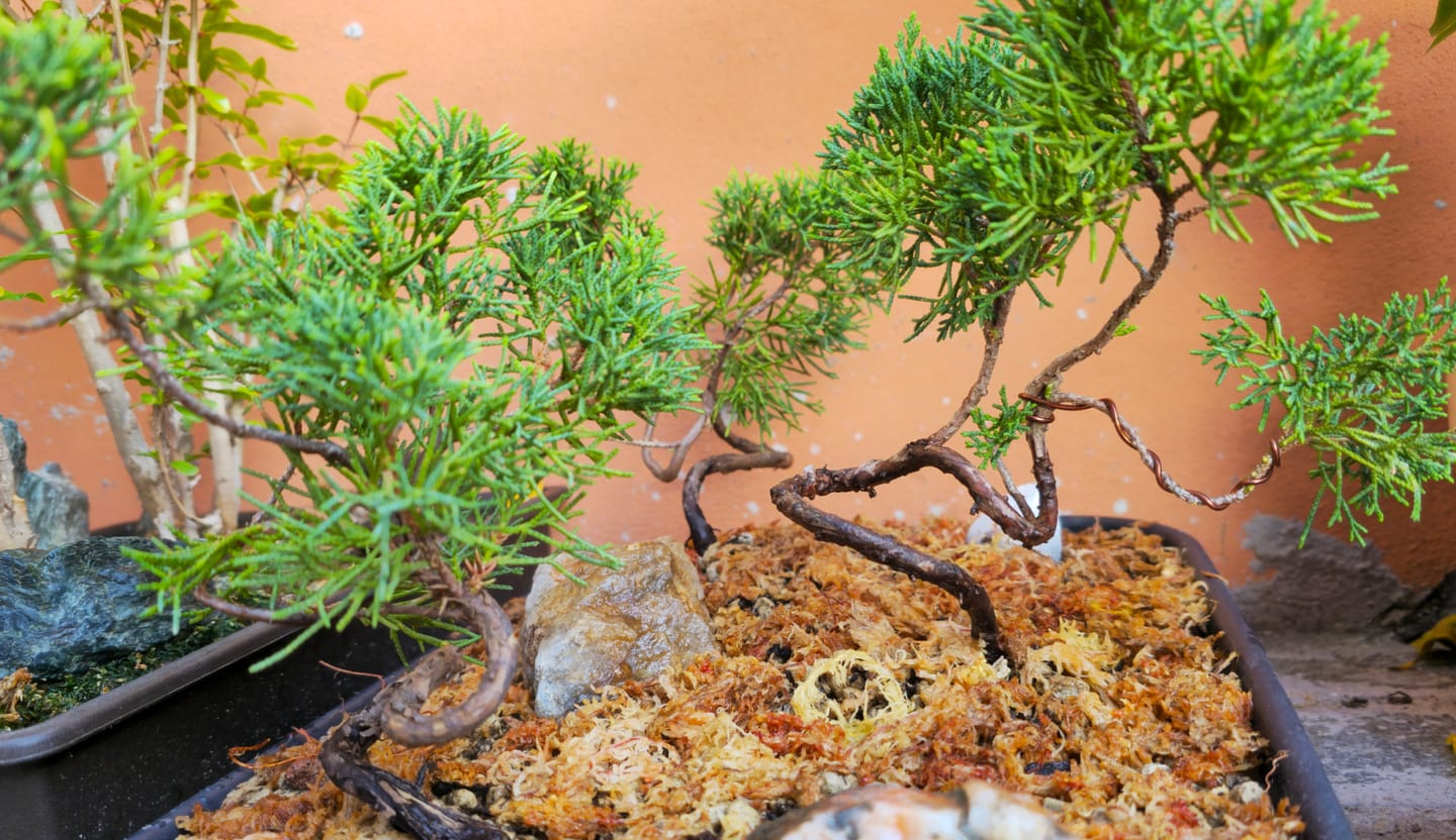 Customer photo review of BASIC CB® (substrato entry level per bonsai)