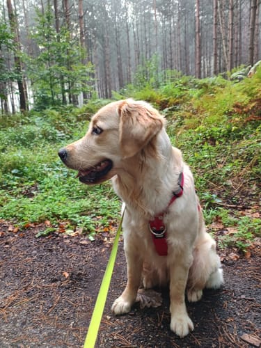 Customer photo review of Szelki z szybką klamrą - Easy Walk Extreme Safe Czerwona