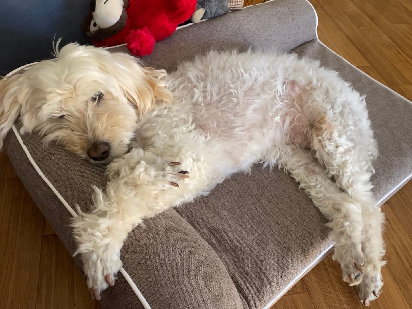 Customer photo review of Orthopedic Pet Bed Memory Foam With Cooling Gel