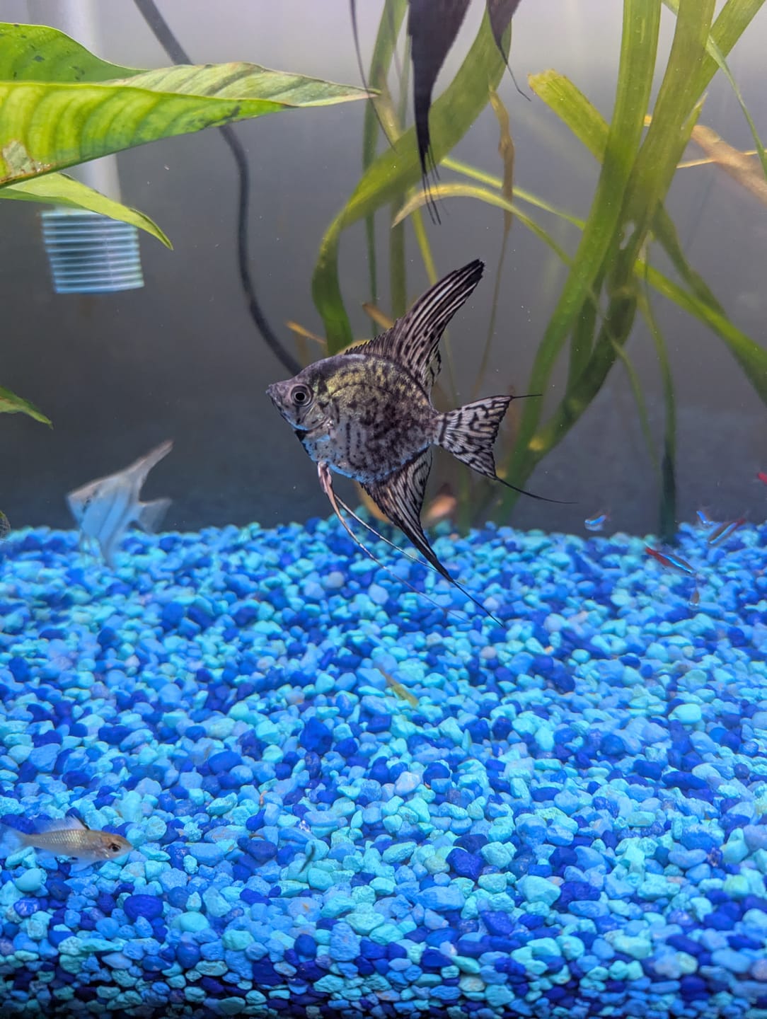 Customer photo review of Leopard Angelfish