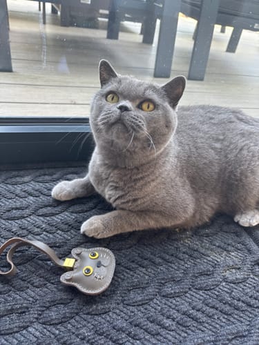Customer photo review of BRITISH SHORTHAIR CAT CHARM