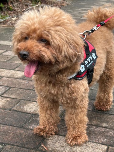 Customer photo review of FunFunPet 高機能ハーネス（お名前タグ作成サービス付き）