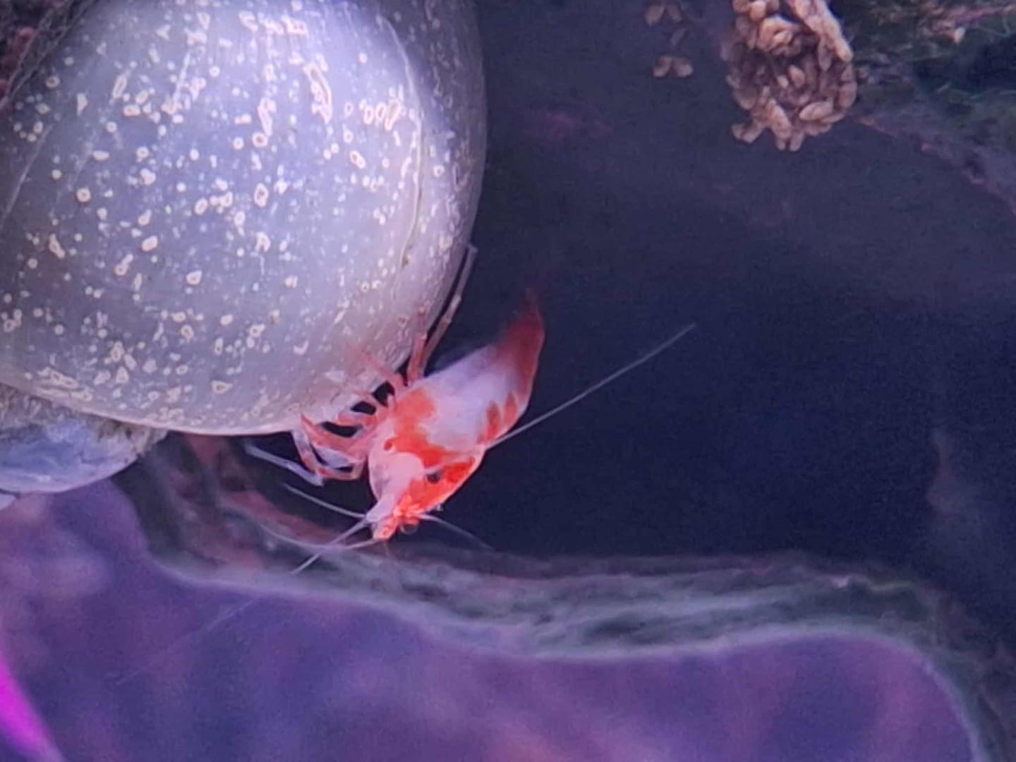 Customer photo review of Neon Yellow Shrimp "NEW"
