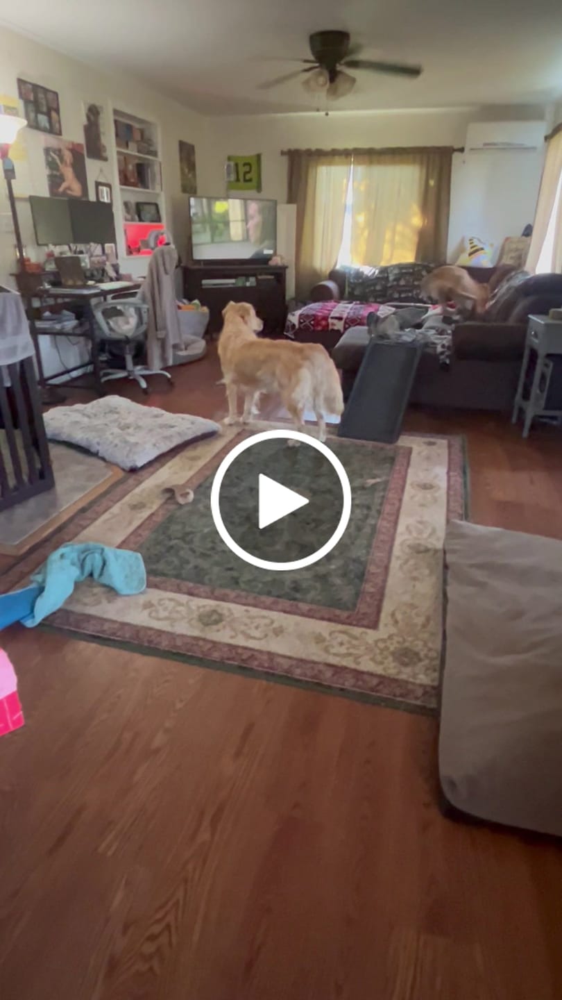 Customer video review of KING KALM CBD 300mg - Large Pet Formula 45 to 65lbs