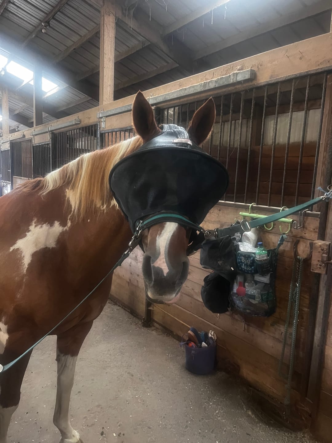 Customer photo review of EquiVizor Fly Mask - Standard