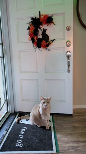 Customer photo review of Crescent Moon Floral Black Cat Wreath, 20" Black and Orange Halloween Door Decoration