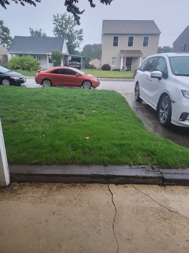 Customer photo review of GCI Turf Type Tall fescue Grass Seed