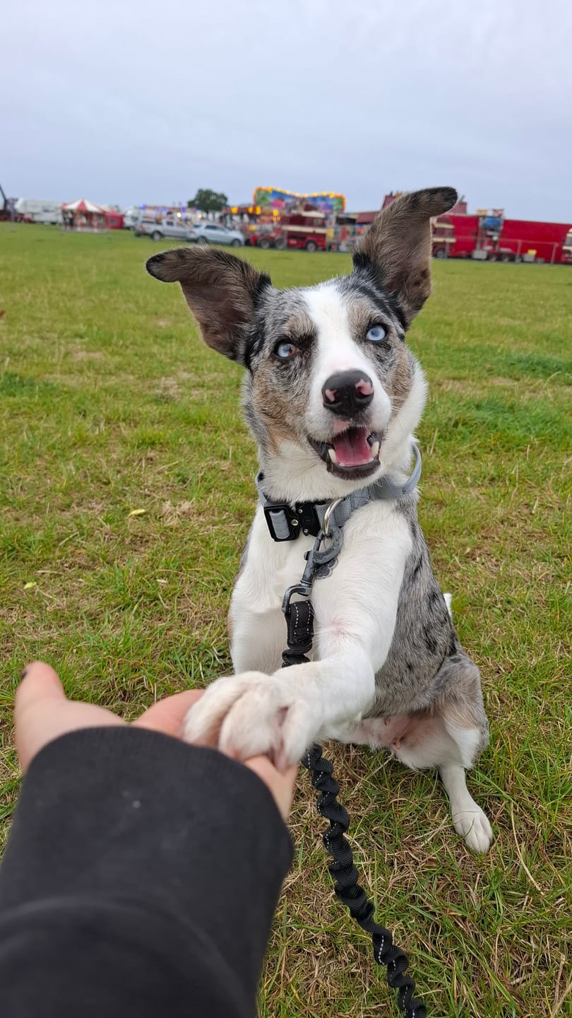 Customer photo review of 2.5cm Combat® Collar | With Handle & Rated Clip - Metal Grey