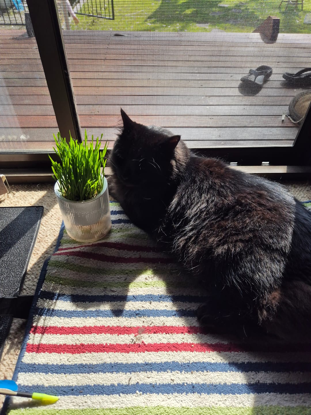 Customer photo review of MICHU All-in-One Soil-Free Cat Grass Grow Kit with Australian Seed and Mulch, Made in Australia