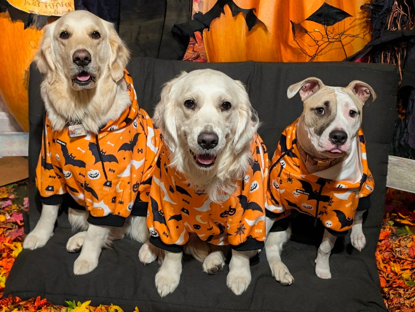 Customer photo review of Halloween Dog Hoodie - Orange