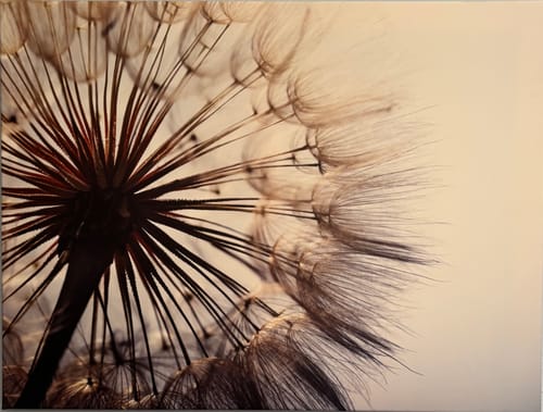 Customer photo review of Leinwandbild | Pusteblume | Querformat