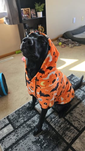 Customer photo review of Halloween Dog Hoodies (Limited Edition)
