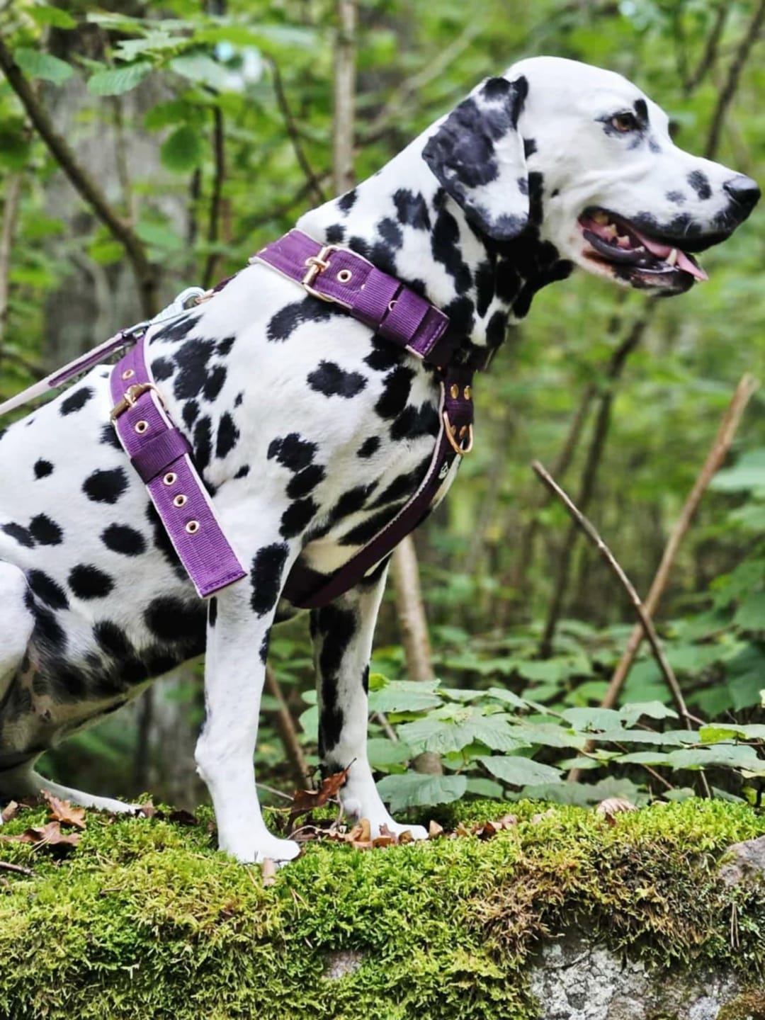 Customer photo review of Easy Walk Rose Edition Plum - Sele med handtag