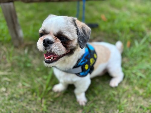 Customer photo review of FunFunPet 高機能ハーネス（お名前タグ作成サービス付き）