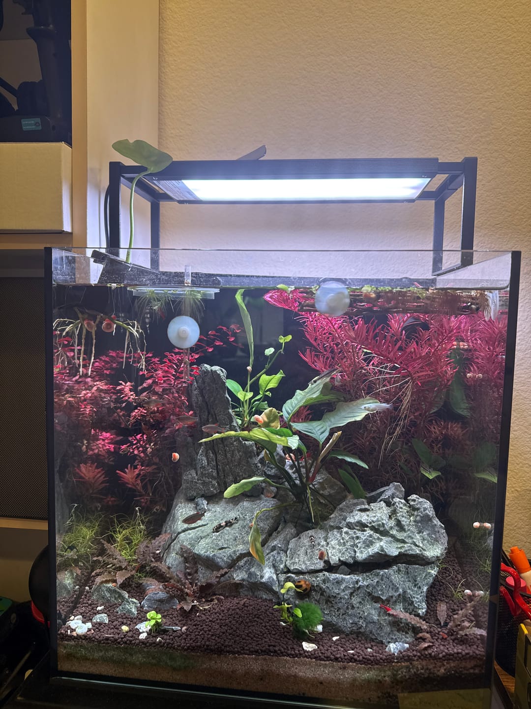 Customer photo review of Chihiros WRGB II Slim LED Light
