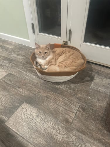 Customer photo review of Instinct Basket | Handwoven & Chemical-Free Cat Territory