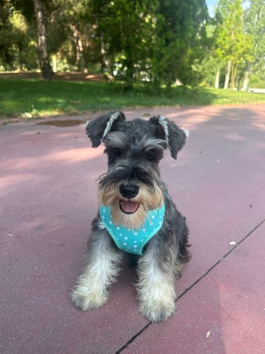 Customer photo review of Puppy