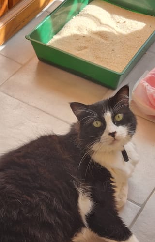 Customer photo review of Fit Litter PLUS - 3 month supply - 1 cat