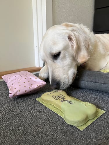 Customer photo review of Lolo Pets Hundekage, stor - Tillykke