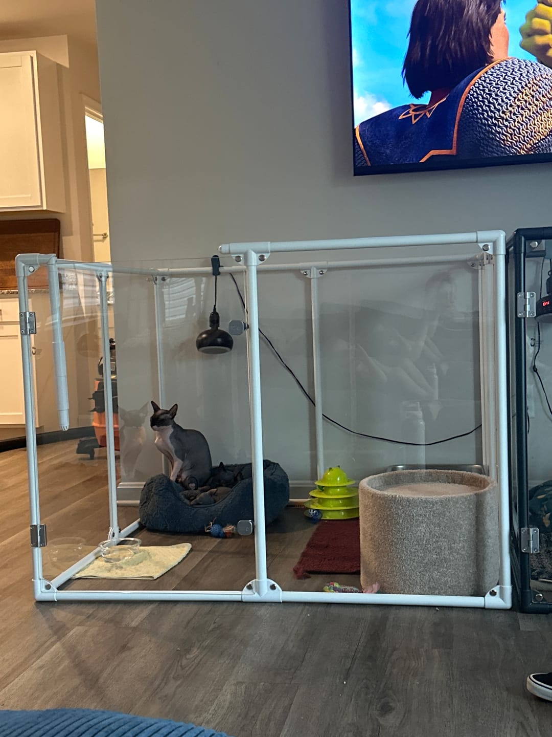 Customer photo review of 36" Tall Medium Lucidium Pet Pen