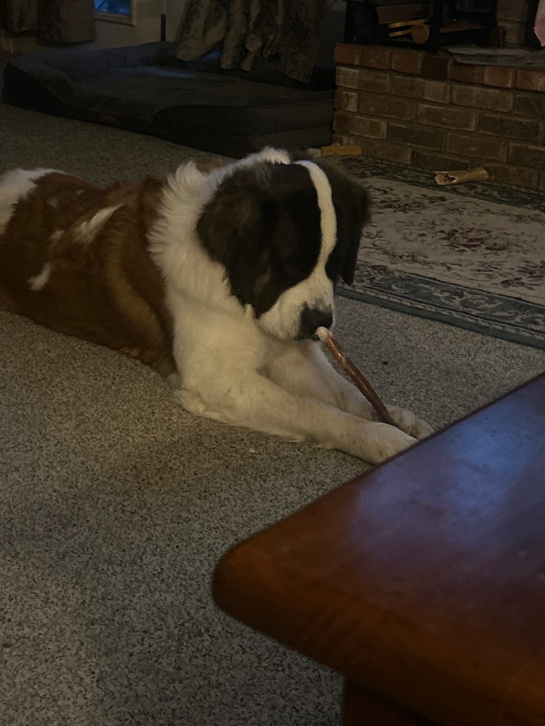Customer photo review of 12 Inch Braided Bully Sticks