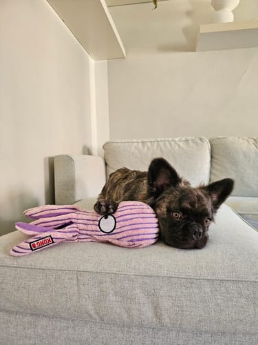 Customer photo review of KONG - Blæksprutte Lyserød, 42cm