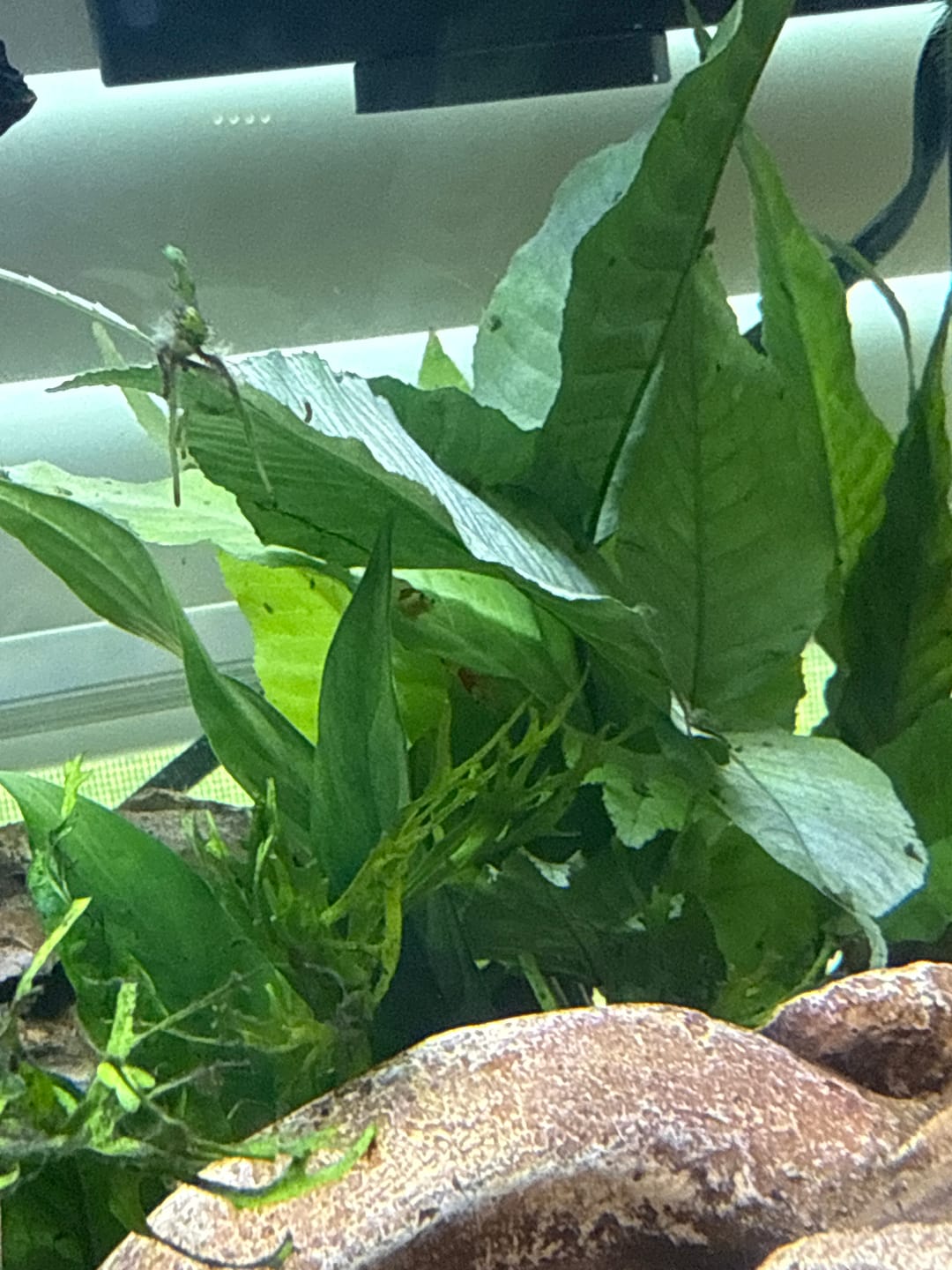 Customer photo review of Crystal Red Shrimp