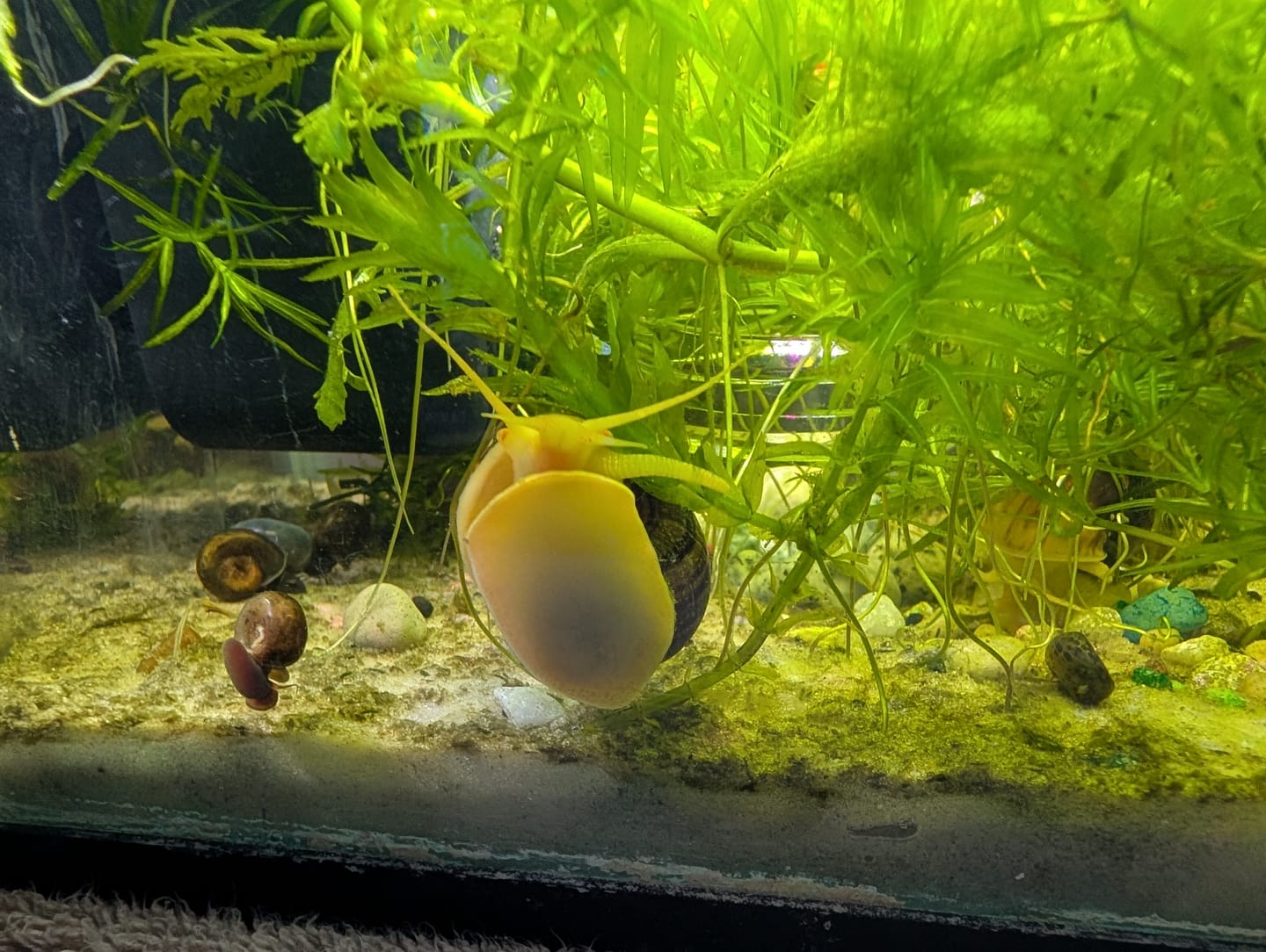 Customer photo review of Albino Mystery Snail