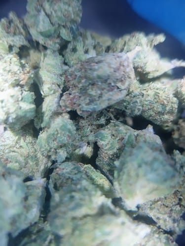 Customer photo review of Burger Breath - Bulk - Indica