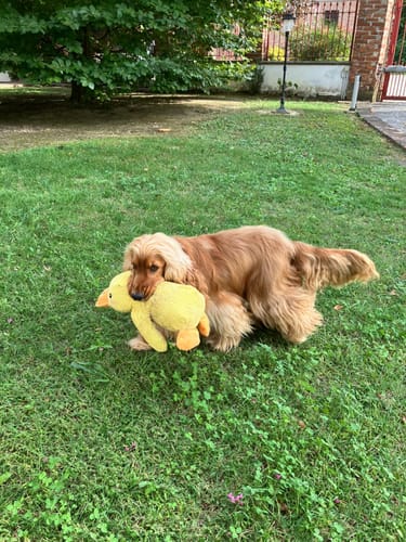 Customer photo review of Duck™ - Il Pupazzo Indistruttibile