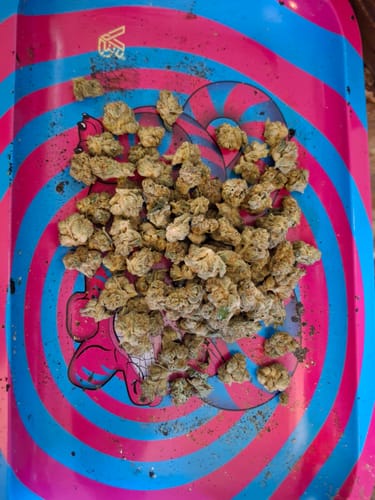 Customer photo review of West Coast Chronic - Bulk - Minis (Hybrid)