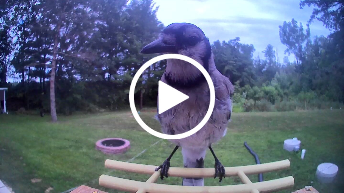 Customer video review of Birdfy Feeder Ebony - Wooden Smart Bird Feeder