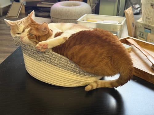 Customer photo review of Instinct Basket | Handwoven & Chemical-Free Cat Territory