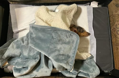 Customer photo review of Potty Buddy™ Waterproof Blanket