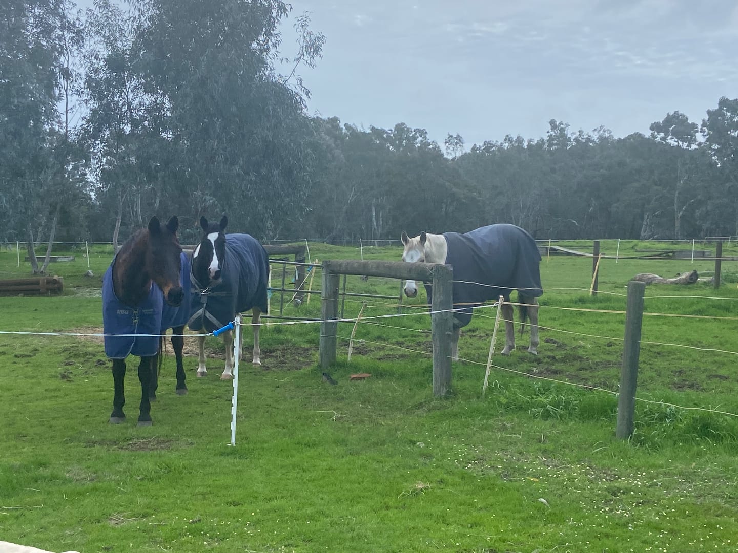 Customer photo review of Amigo Ripstop 900D Turnout Fleece Lined 50g