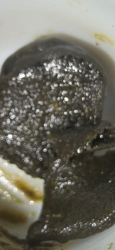 Customer photo review of THCA Moroccan Hash
