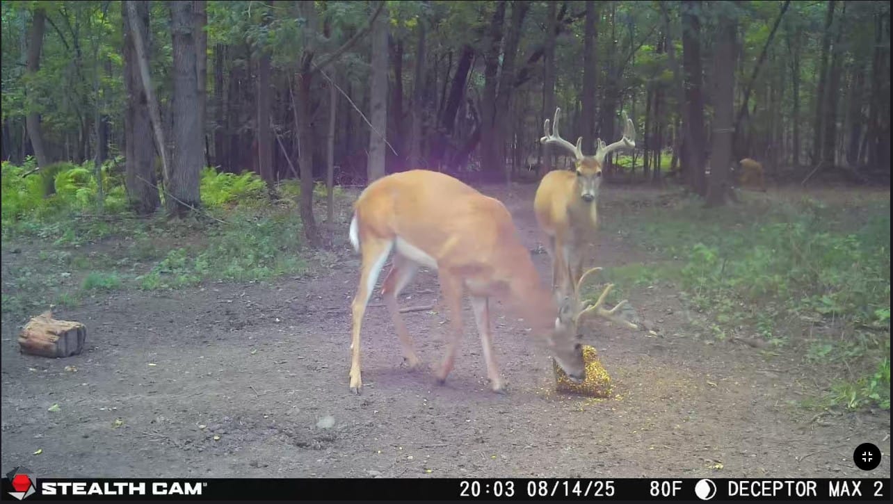 Customer photo review of Stockpile™ Deer Block